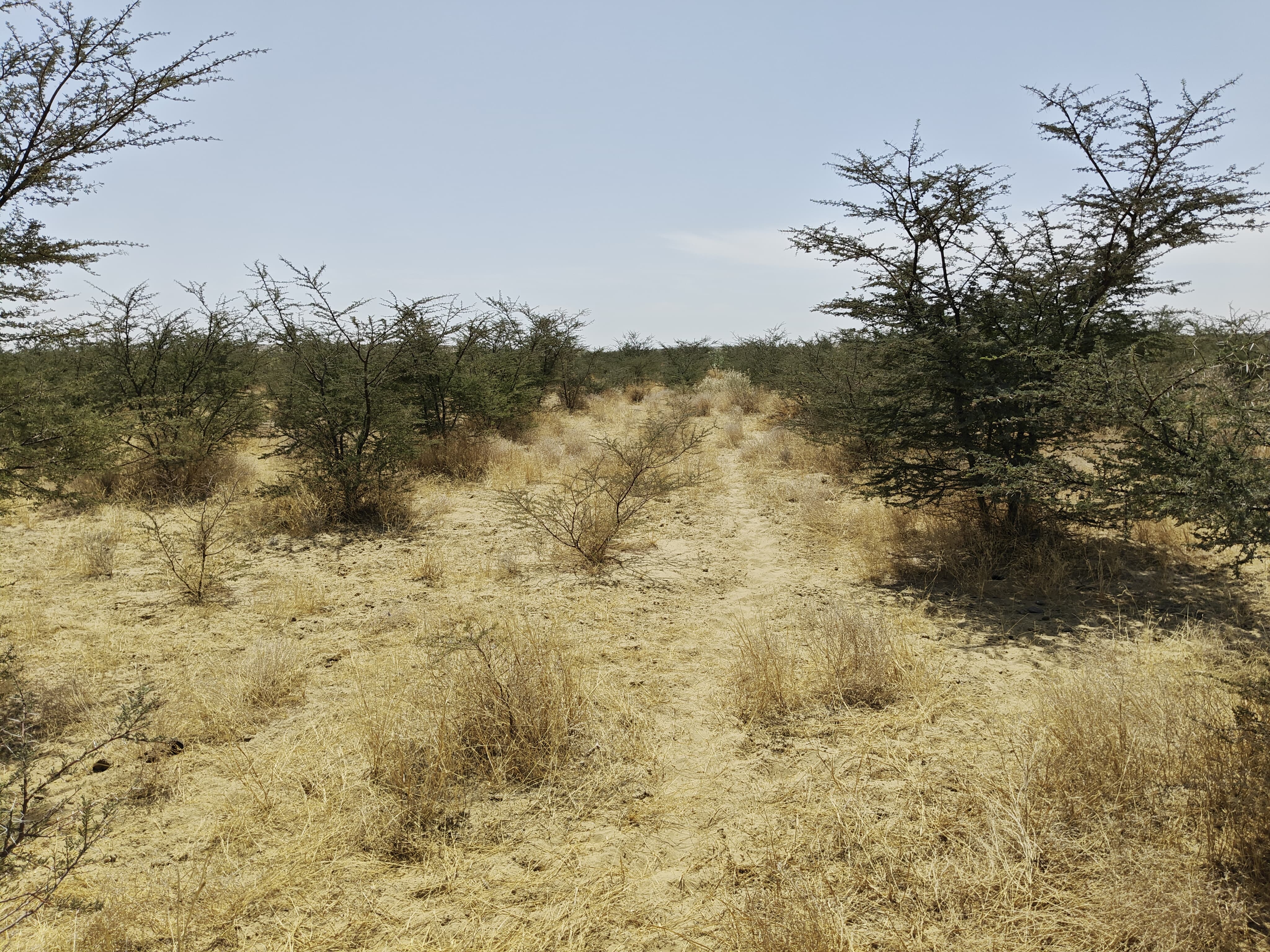 Compensatory Afforestation